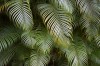 Dark Tropical Jungle Palm Frond Background