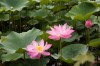 Lotus, Nelumbo nucifera (Sacred Lotus) in Beihai Park, Beijing 