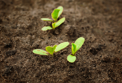 Close-up of green seedling growing out of soil.