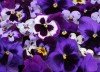 Pensées violettes