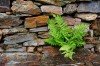Fern on stones