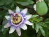 Passiflore
