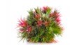 tillandsia