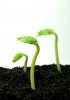Germinating bean seeds